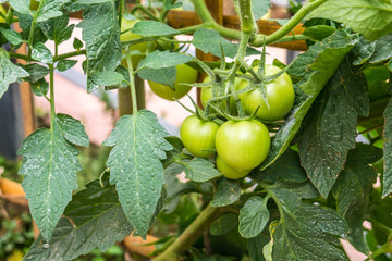 tomatoes agriculture plant