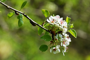 blooming Apple tree in spring in sunlight
