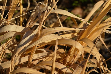Dry autumn meadow grass close up
