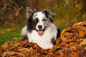 Border Collie im Herbstlaub