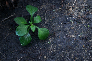 A small plant in soil-New life. Small plant.