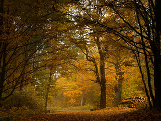Autumn colorful forest