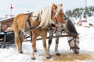 Horse sledge, alternative winter transport, tourist attraction