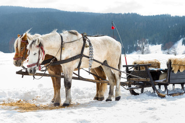 Horse sledge, alternative winter transport, tourist attraction