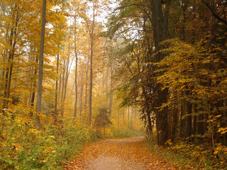 Autumn colorful forest