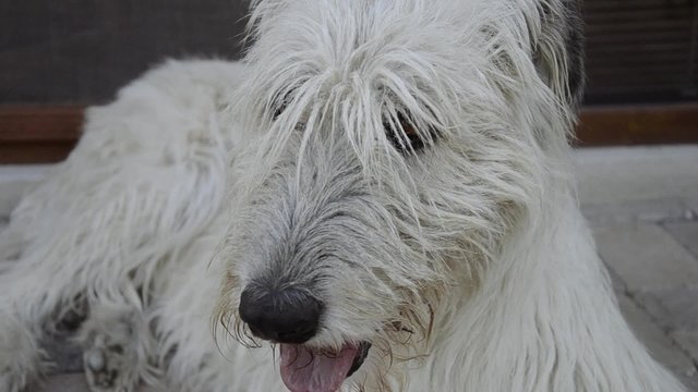 Irish Wolfhound breathe, Dog breathing