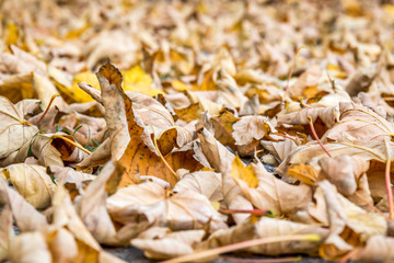 autumn leaves in the street