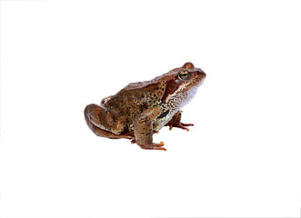 Brown frog isolated