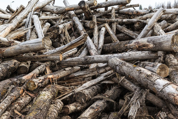disorderly piled old firewood