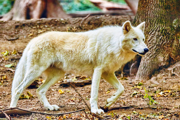 Gray wolf (canis lupus) in its natural habitat.