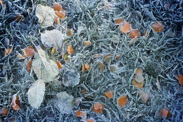 autumn frozen leaves on green grass
