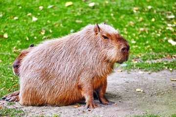 Cute pig water( capybara) in their natural habitat in the outsid