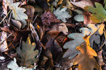 oak leaves