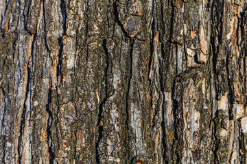 texture of tree bark