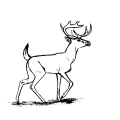 Deer (graphic outline)