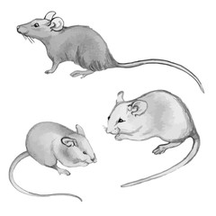 Rats, mice - pencil drawing by hand (set)