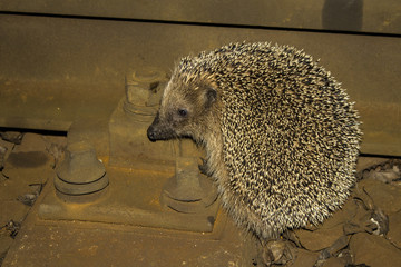 hedgehog,