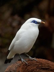 Bali starling (Leucopsar rothschildi)