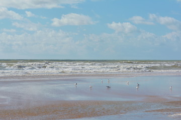 Fototapeta na wymiar Seevögel am Strand