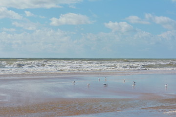Seevögel am Strand