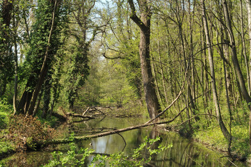 Rusovce dense vegetation around artificial water channel.