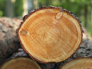 Kettensäge - gerodeter Baumstamm mit Jahresringen und Astlöchern
