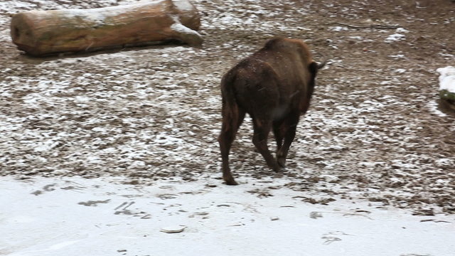 Dangerous European wood bison (Bison bonasus) in winter day