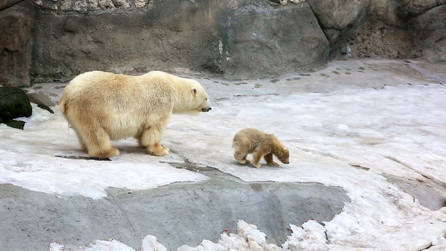 Polar bear and funny cubs on small floe