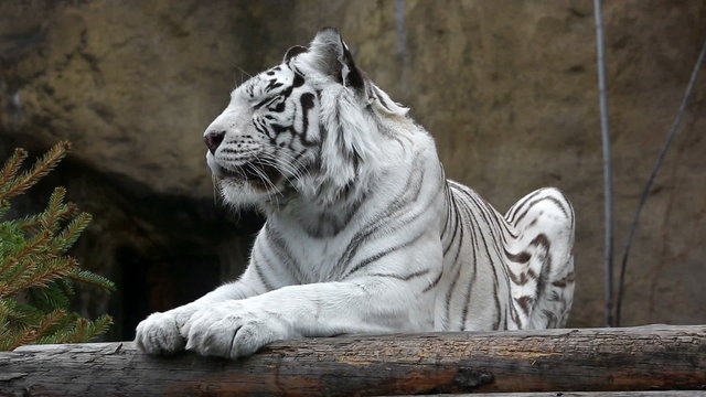 Black and white striped tiger lying on logs