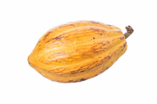 Cacao Pod Isolated On White