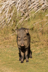 Javelina