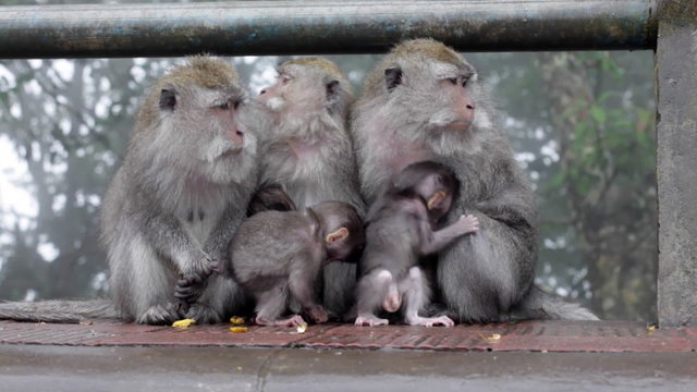 Several macaques with cubs sitting on logs outdoors