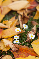 Gänseblümchen im Herbstlaub
