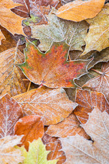 Frosty Autumn Leaves