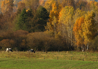 Krowy pod lasem, jesień © puchan