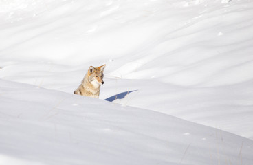 Coyote (Canis latrans)