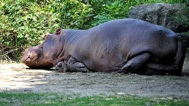 exotic animals - hippo