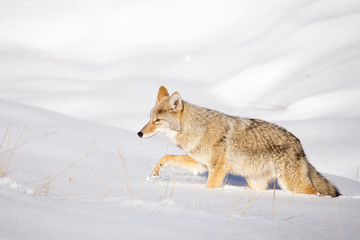 Fototapeta premium Coyote (Canis latrans)