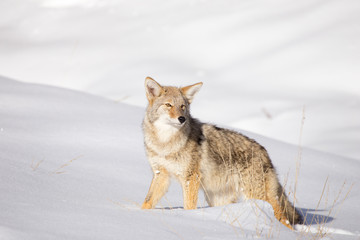 Naklejka premium Coyote (Canis latrans)