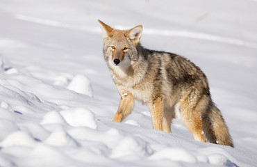 Obraz premium Coyote (Canis latrans)