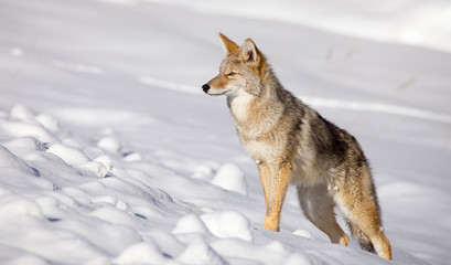 Coyote (Canis latrans)