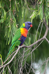 Allfarblori (Trichoglossus haematodus)