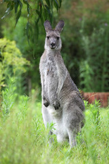 Östliches Graues Riesenkänguru (Macropus giganteus)