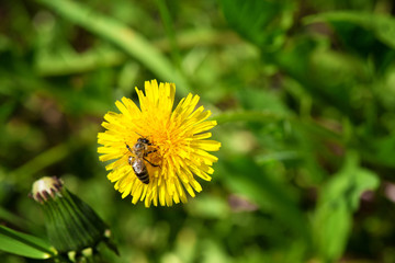 Bee on a yellow dandelion