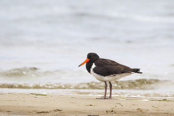 Australischer Austernfischer (Haematopus longirostris)