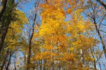 Colorful autumn forest