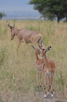 gazzelle nel parco Serengeti in tanzania africa

