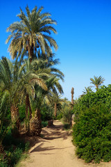 Fototapeta na wymiar palm grove