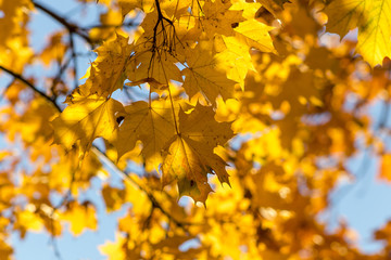 Golden maple leaves background