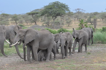 branco di elefanti cammina verso l'acqua nel serengeti national park in tanzania africa